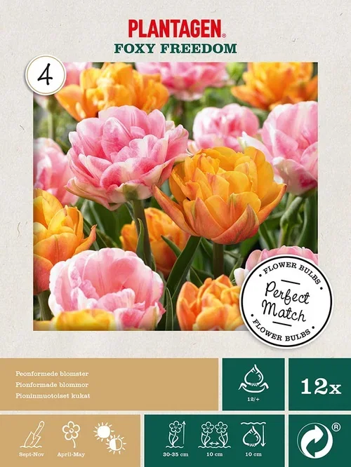 Tulipanmiks Foxy Freedom