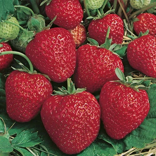 Jordbær 'Polka'