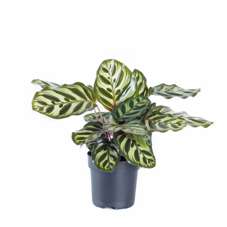 Calathea 'Makoyana'
