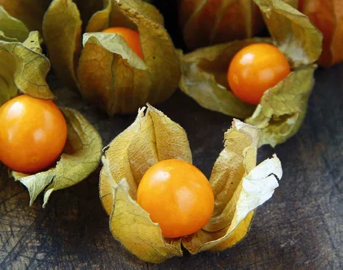 Barbadoslykt ‘Little Lantern’