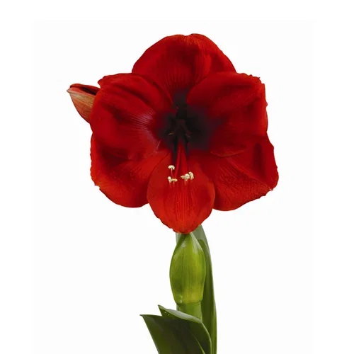 Amaryllis 'Cayenne'