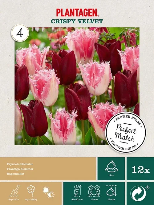 Tulipanmiks Crispy Velvet