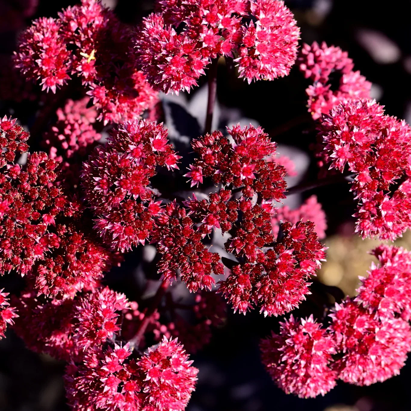 Hagesmørbukk 'José Aubergine'