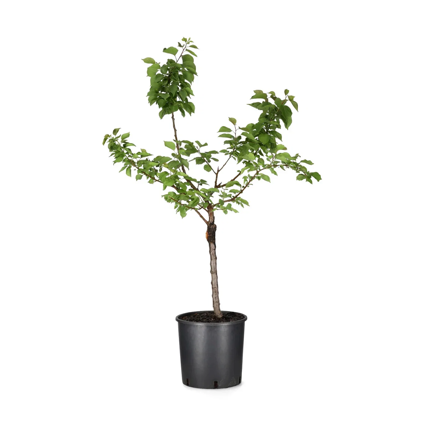 Aprikos APRIGOLD®