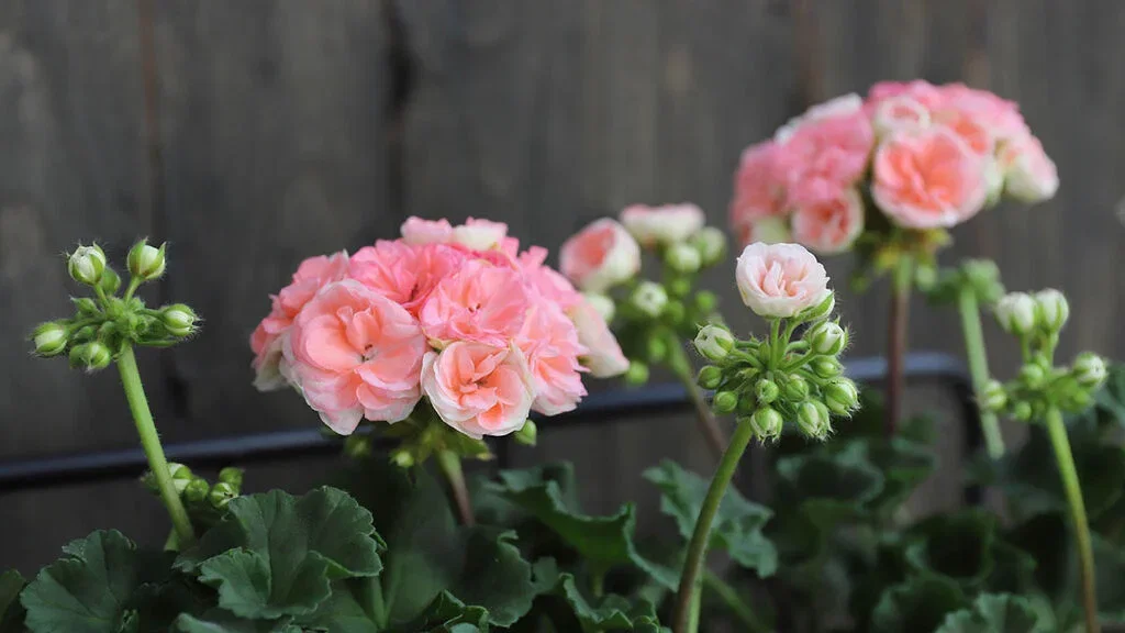 Pelargonia ‘Astrid’