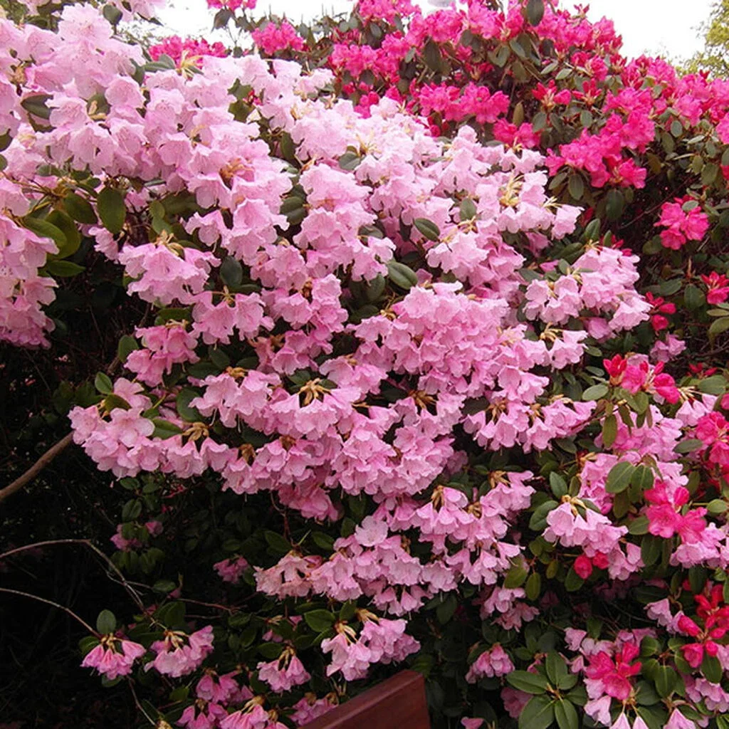 Rhododendron – planting og stell 