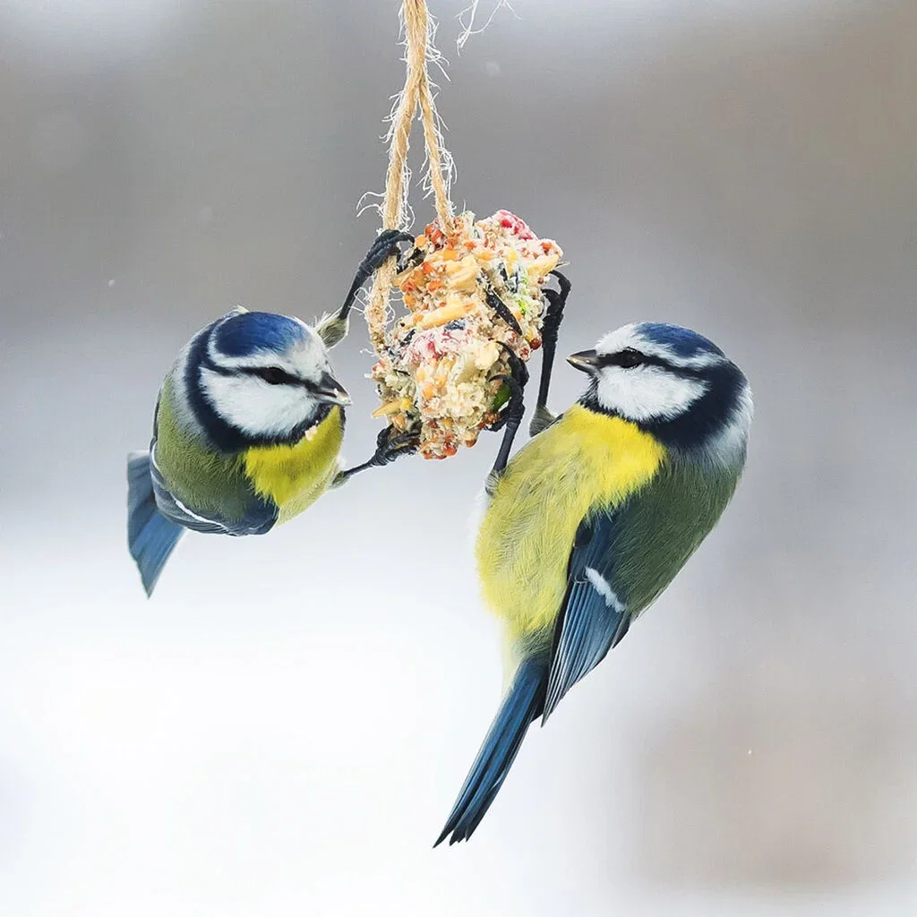 Fuglemating – slik lykkes du 