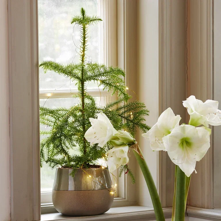Novent – cosiness and coziness while we wait for advent