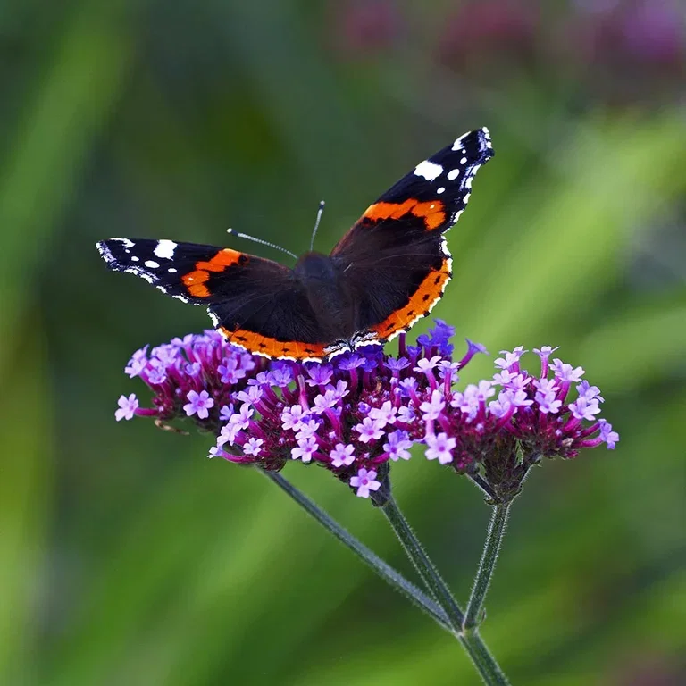 Kjempeverbena – planting og stell 