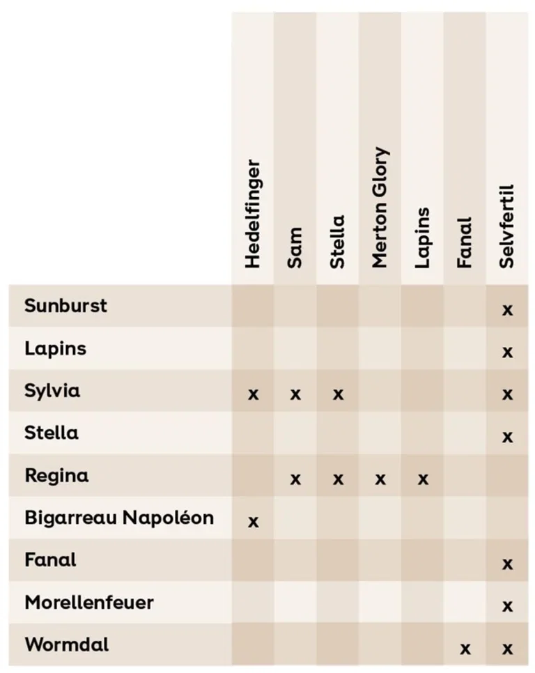 Kirsebærtre – planting og stell