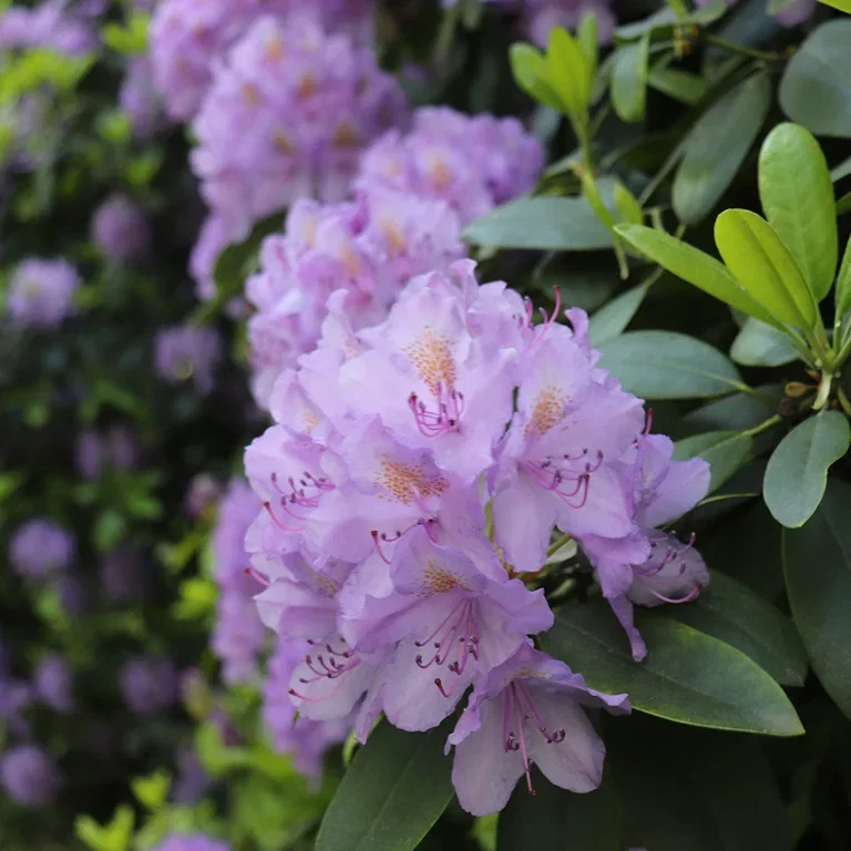 Rhododendron – planting og stell 