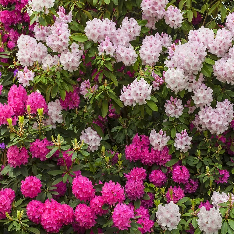 Rhododendron – planting og stell 