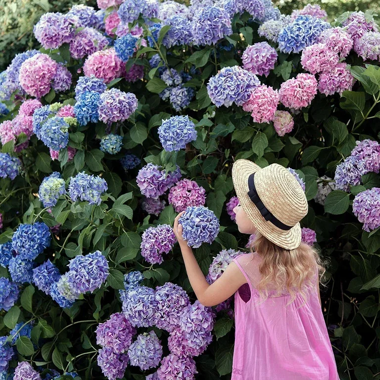 Hortensia – fakta og råd om stell