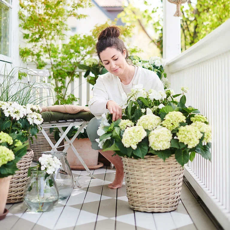 Hortensia – fakta og råd om stell