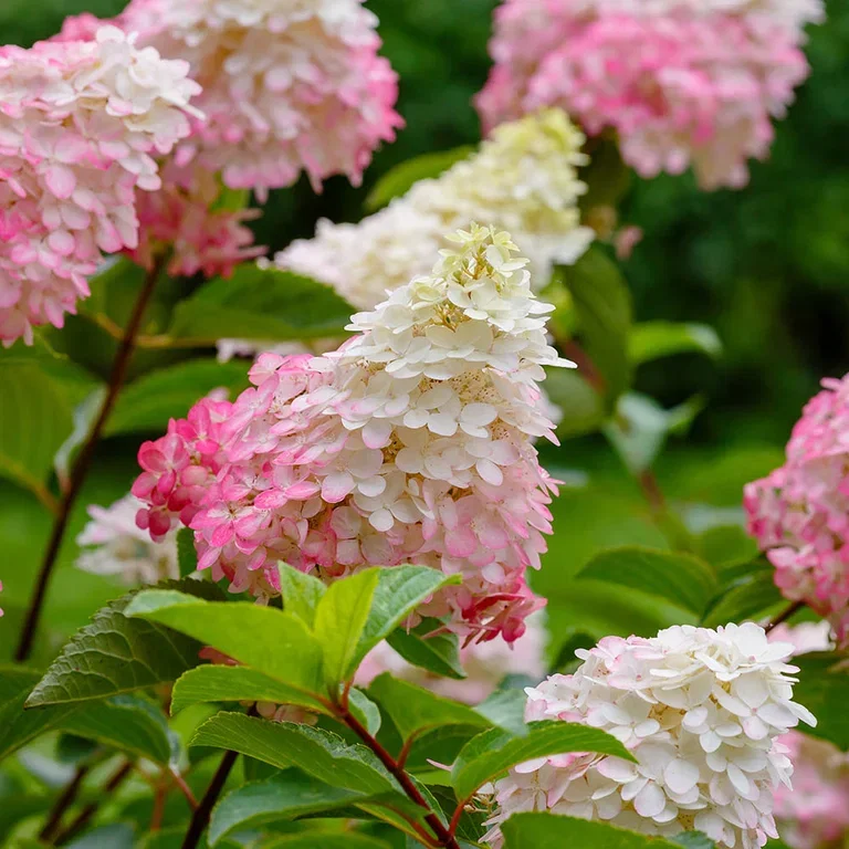 Hortensia – fakta og råd om stell
