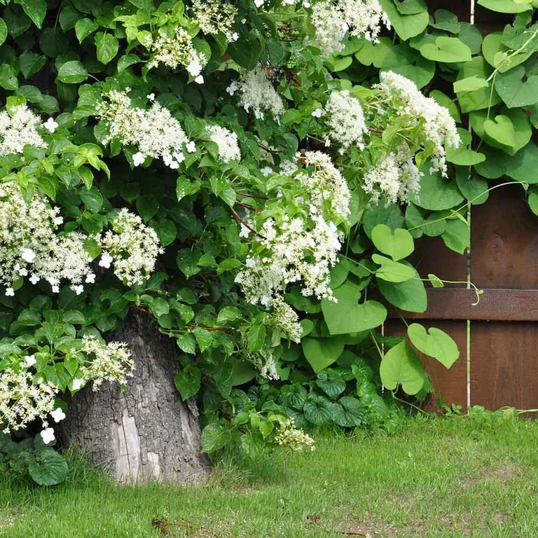 Hortensia – fakta og råd om stell