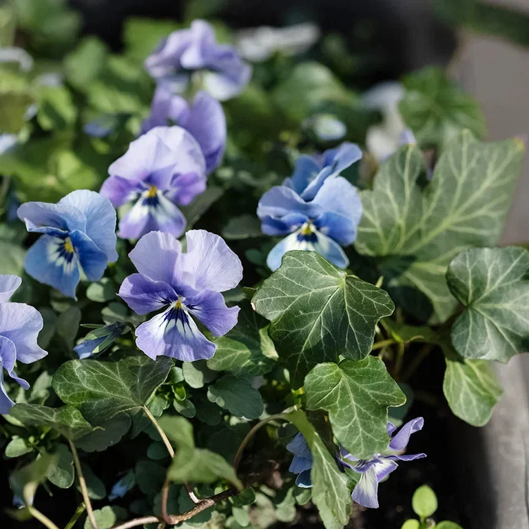 Vårblomster i potte – pynt inngangspartiet til vår