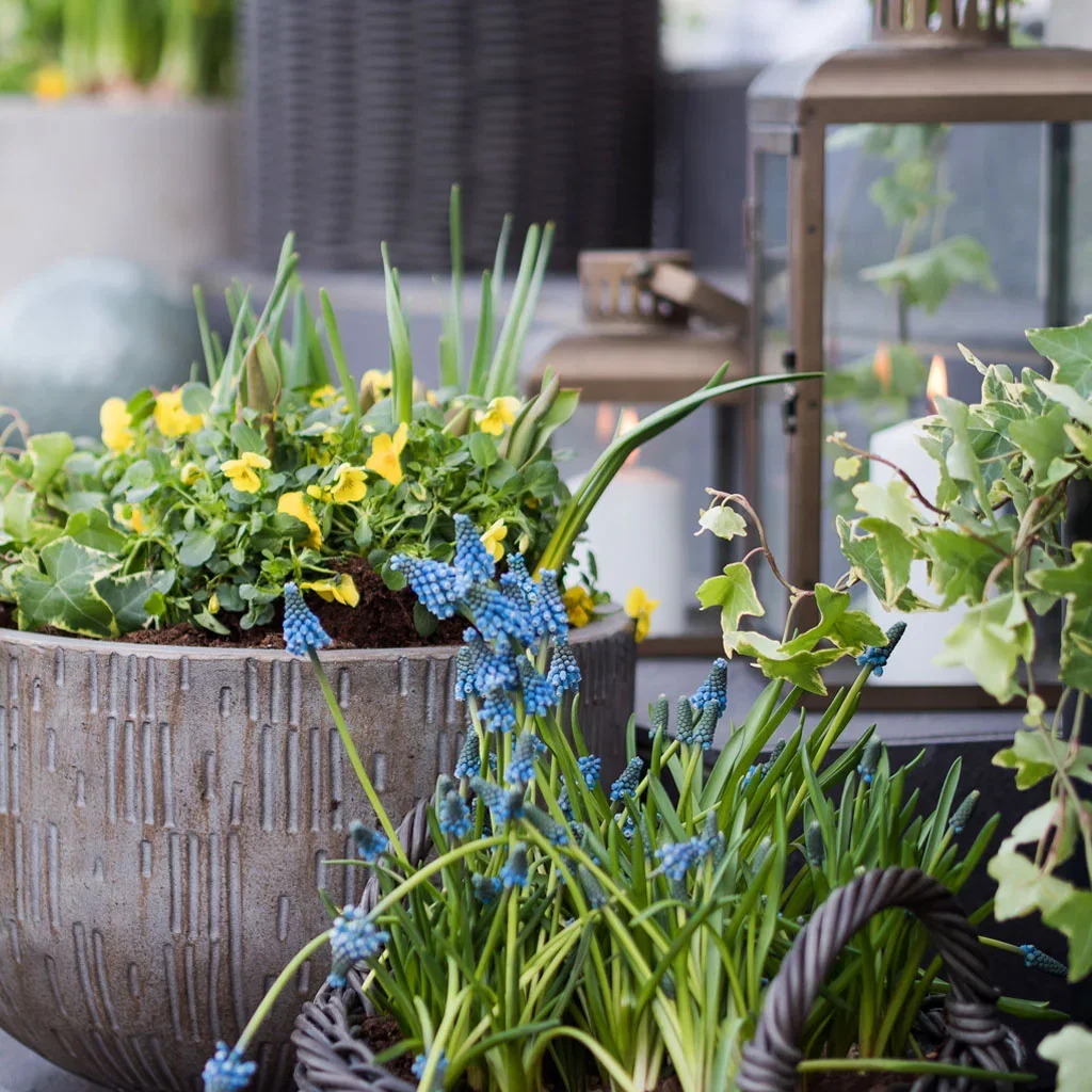 Vårblomster i potte – pynt inngangspartiet til vår