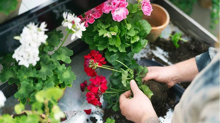 Pelargonia – fakta og råd om stell