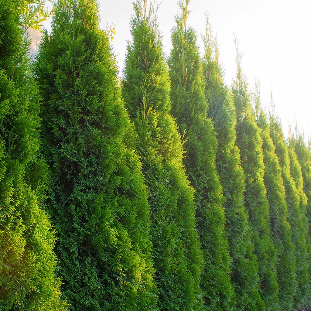 Tuja – slik lykkes du med med planting og beskjæring 