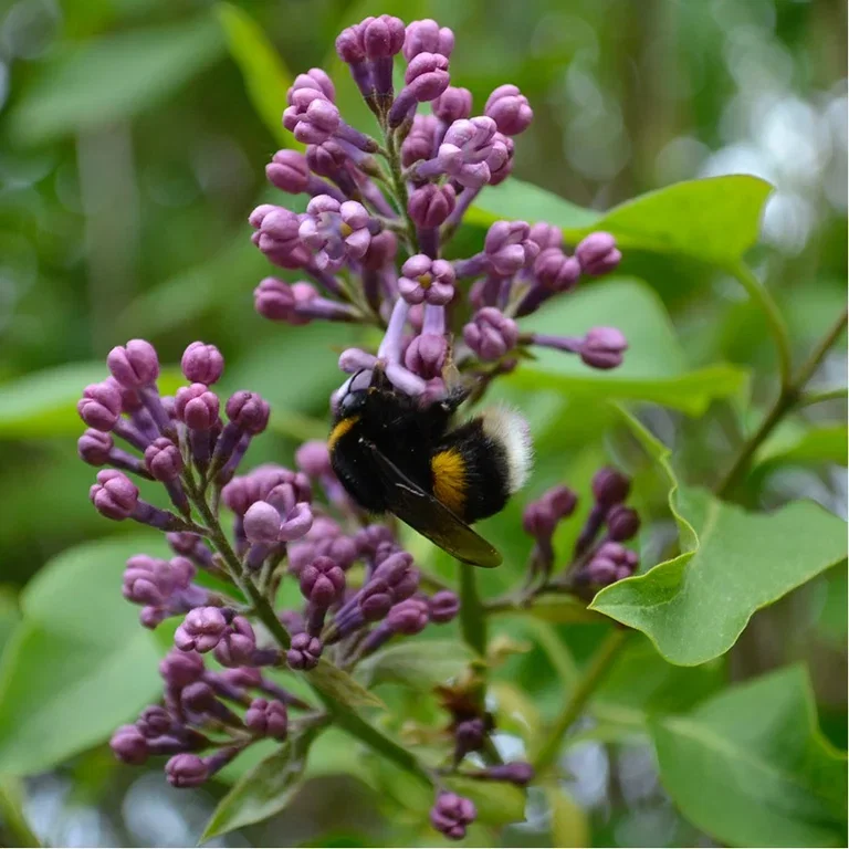 Syrin – planting og stell