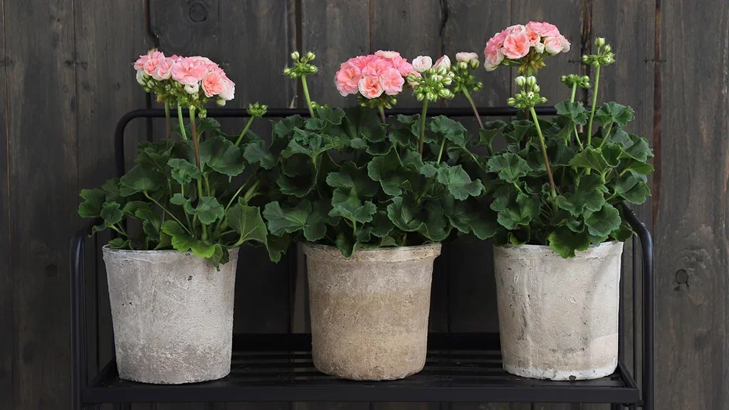 Pelargonia ‘Astrid’