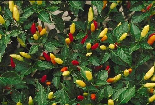 Chili – slik dyrker du din egen