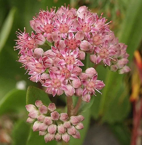 Hagesmørbukk – planting og stell 