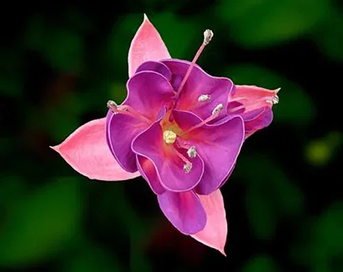 Fuchsia – planting og stell