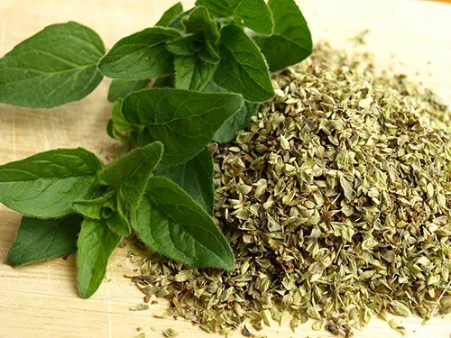 Oregano – slik dyrker du din egen 