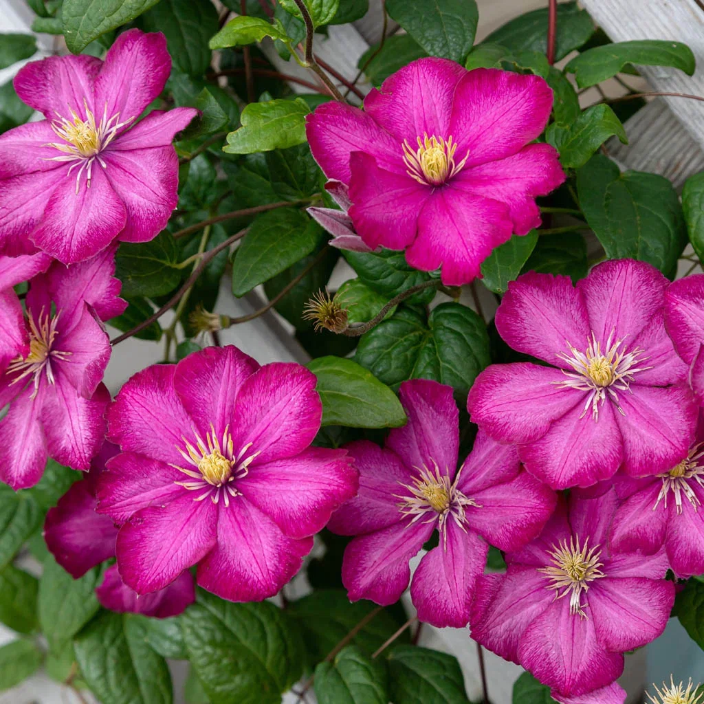 Klematis – planting og stell
