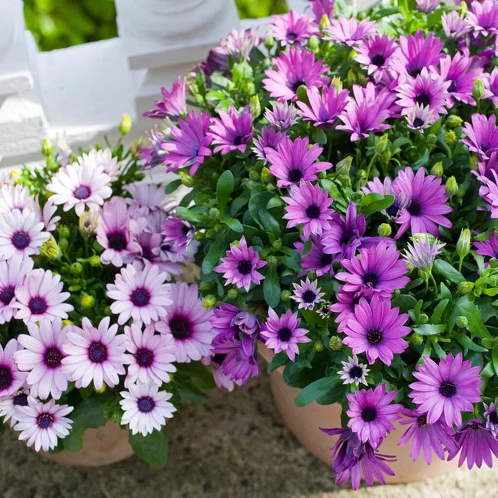 Spansk margeritt – planting og stell