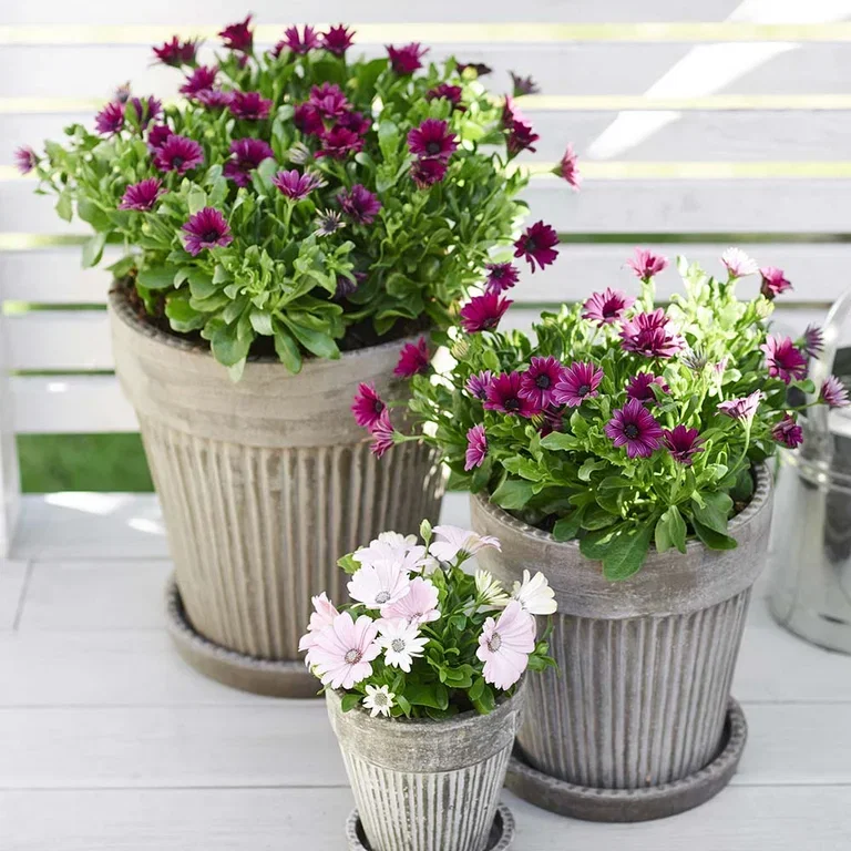 Spansk margeritt – planting og stell