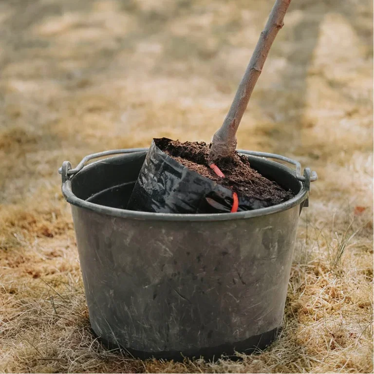 Slik planter du frukttrær – gartnerens beste tips