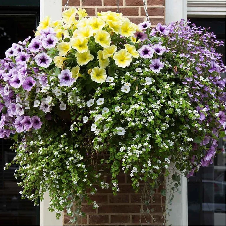 Blomster i ampel – slik lykkes du 