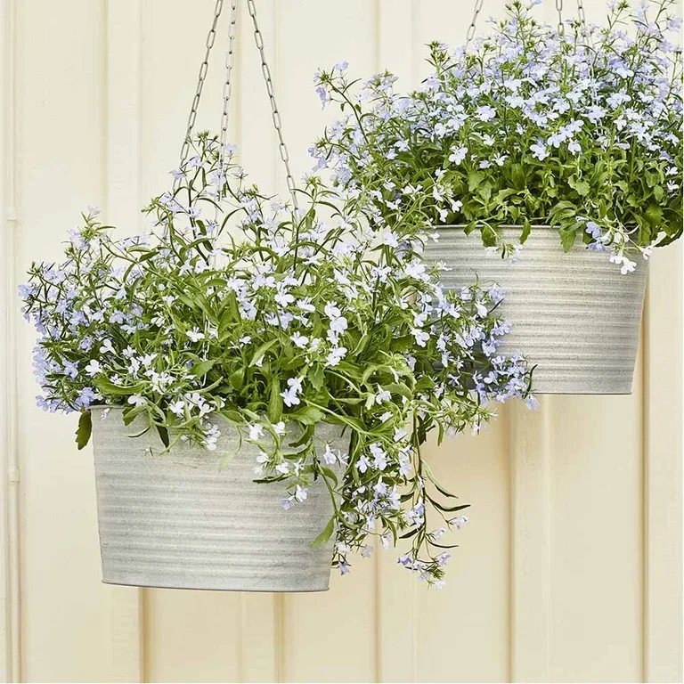 Blomster i ampel – slik lykkes du 