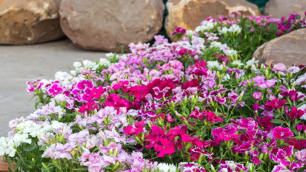 Nellik – planting og stell 