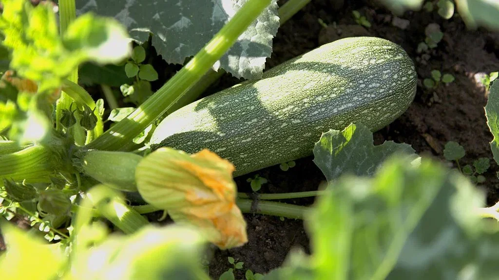 Squash – slik dyrker du din egen 