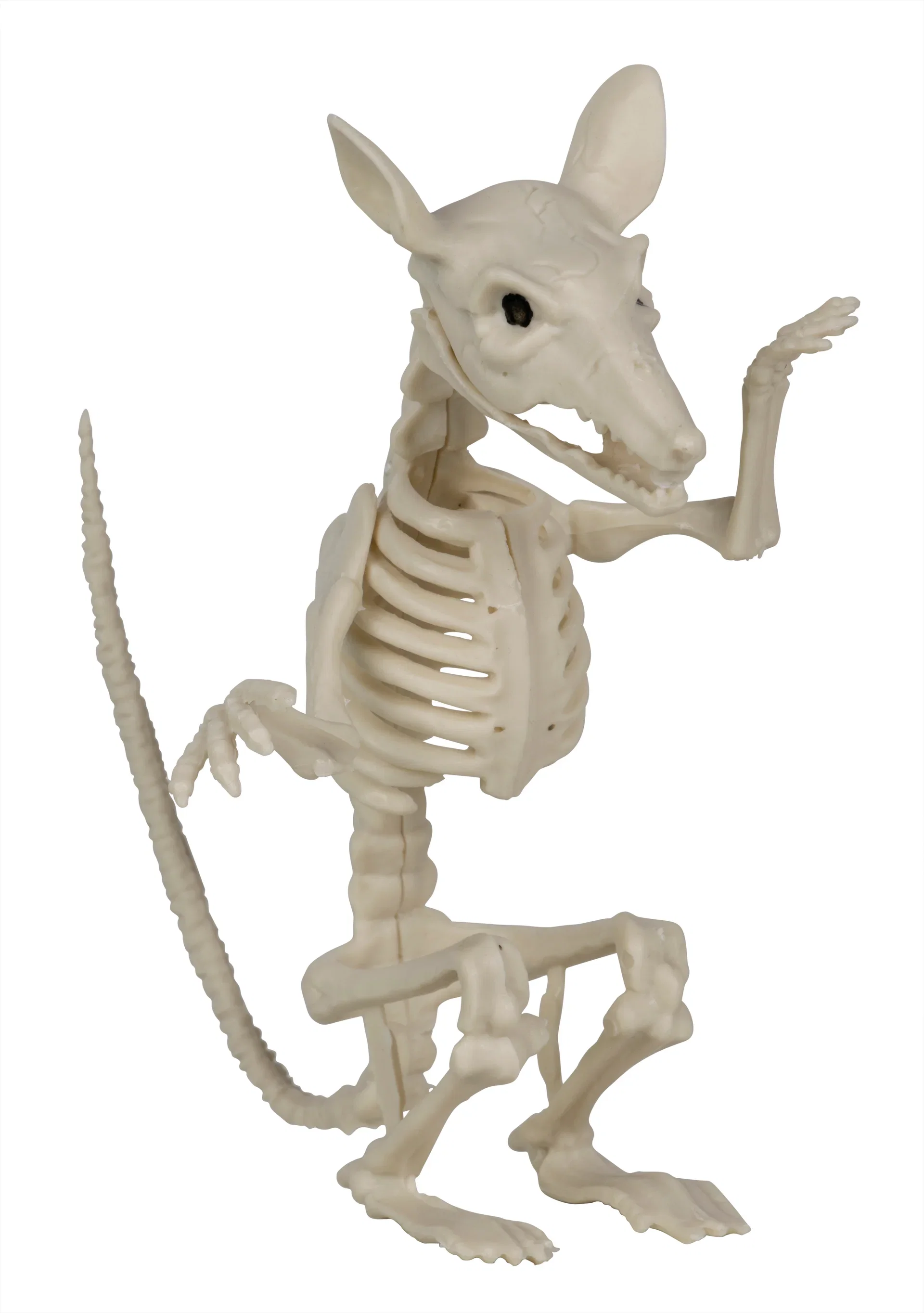 Rat skeleton H18 