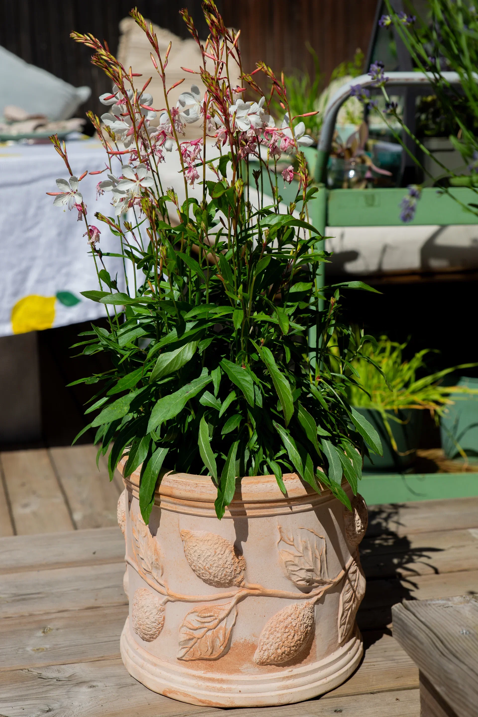 Potte Limoni