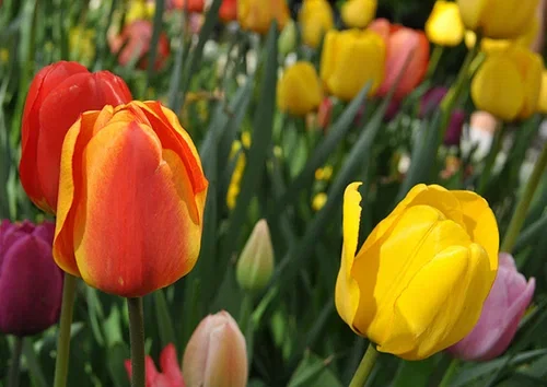 Tulipan – planting og stell 