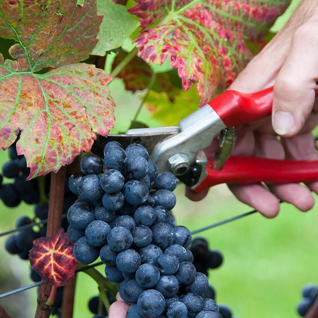 Vinranker og druer – slik dyrker du dine egne 