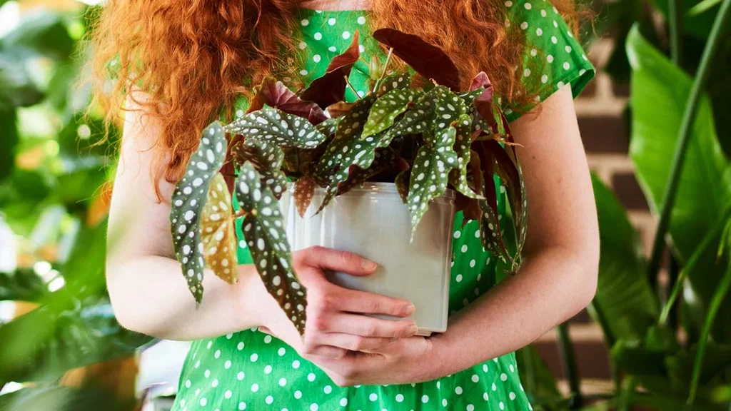 Begonia – fakta og råd om stell 