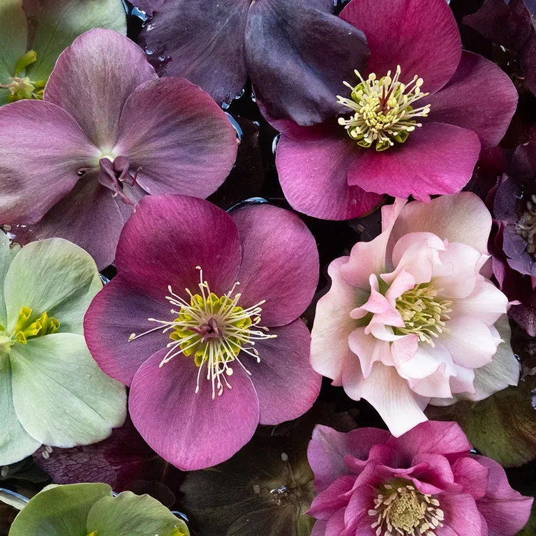 Skap vintermagi i hagen med planter som tåler frost 