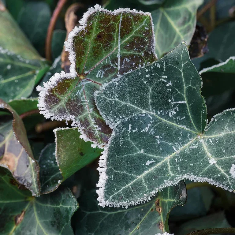 Skap vintermagi i hagen med planter som tåler frost 