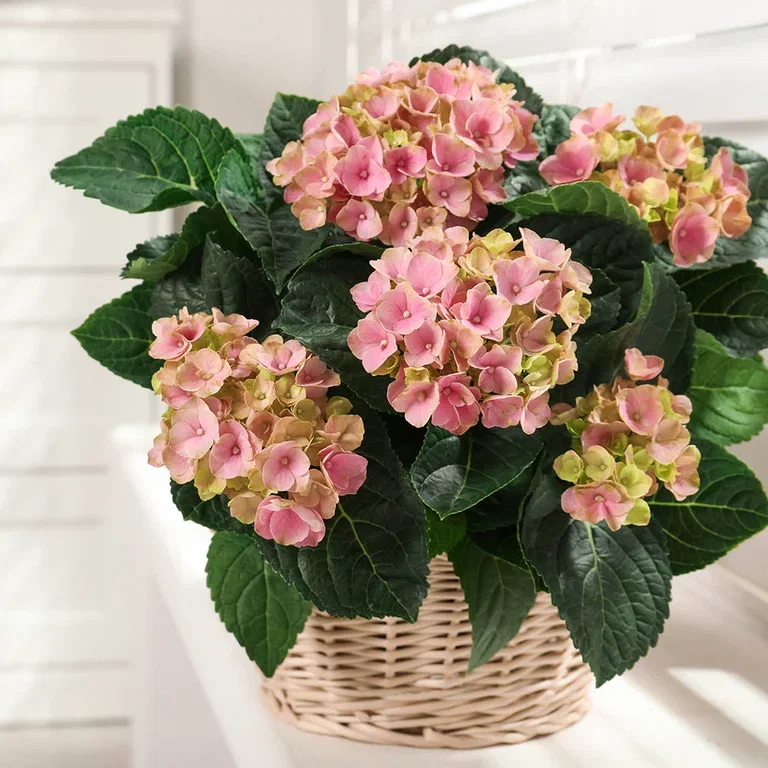 De beste plantene mot tørr luft 