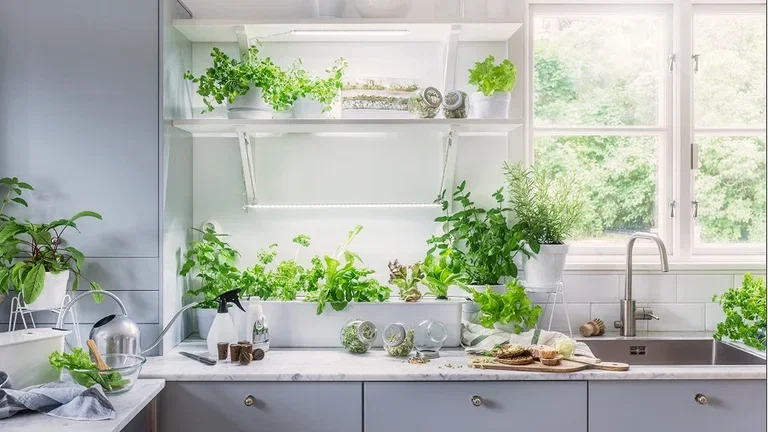 Allergivennlige planter som passer for omtrent alle 