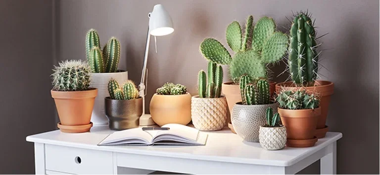 Allergivennlige planter som passer for omtrent alle 