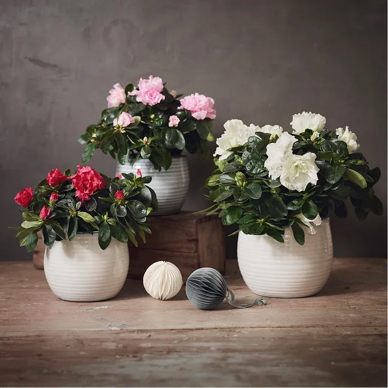 Gi nytt liv til julens blomster – plant om eller ut
