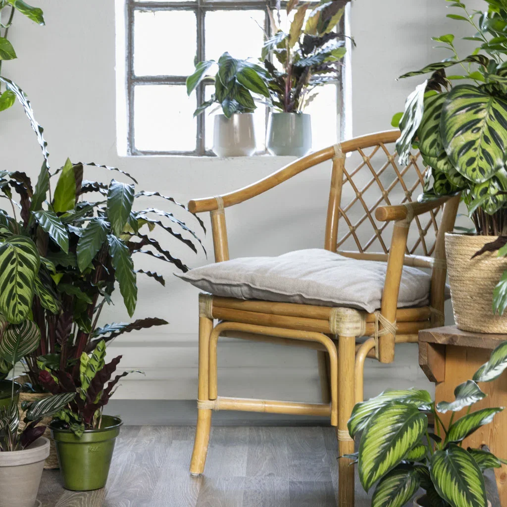 Calathea – fakta og råd om stell